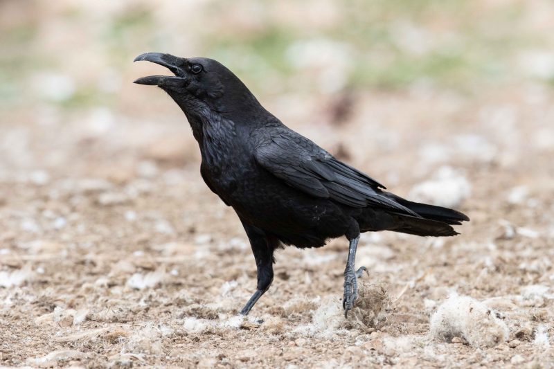 photo dans la nature d'un grand corbeau, des oiseaux aux plumes et au bec noir, lançant des croassements rauques.