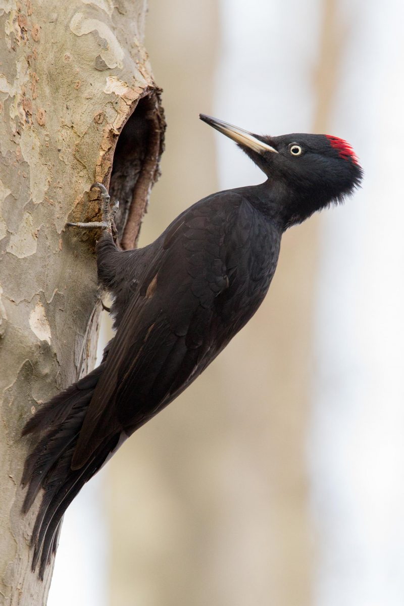 Photo pic noir, un oiseau sauvage arboricole noir et rouge