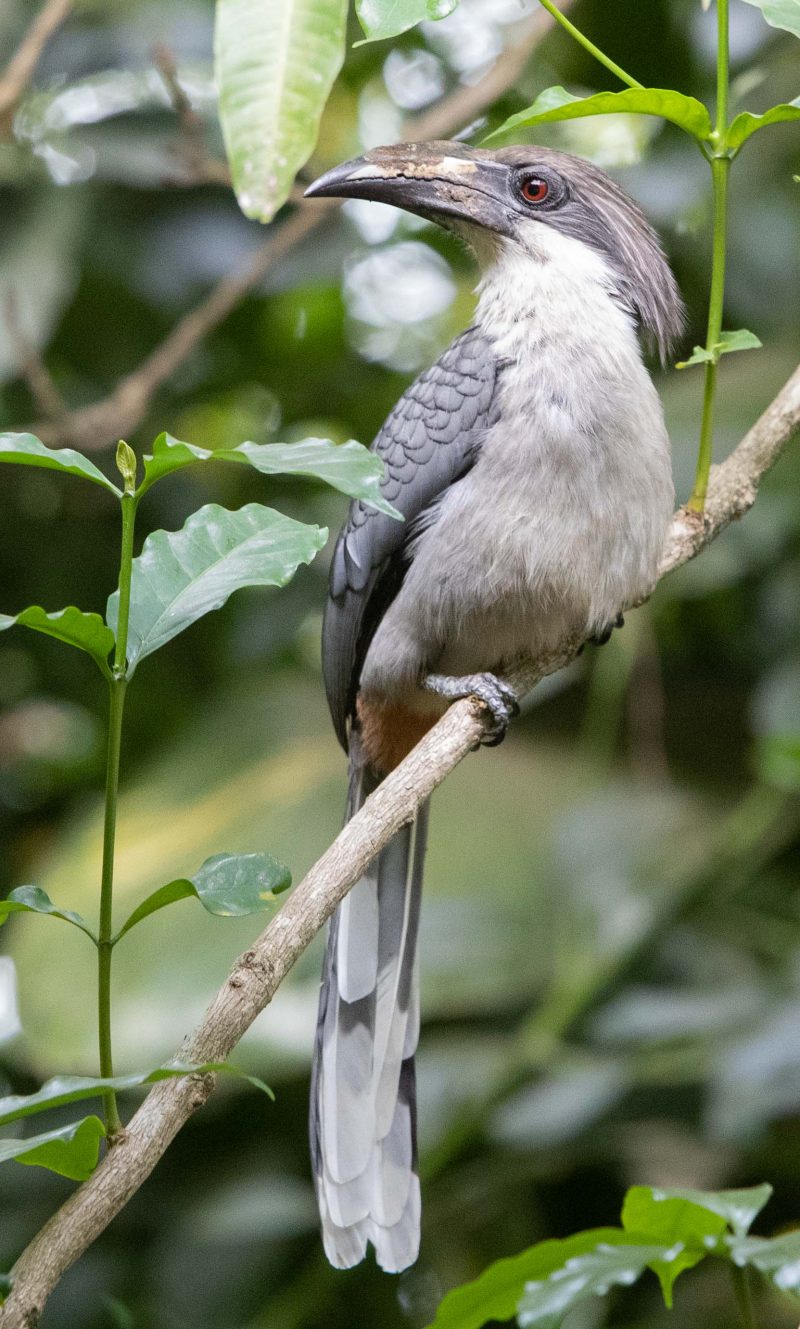Oiseau aux plumes grises et à l'œil rouge sur une branche dans la jungle tropicale du Sri Lanka