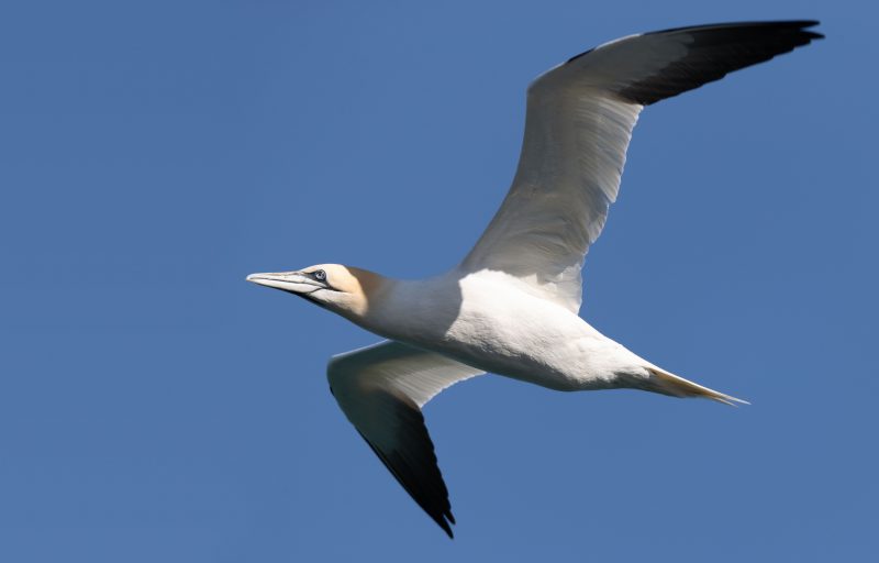 Photo d'un grand oiseau de mer au plumage blanc et à œil bleu, le Fou de Bassan plane au dessus des côtes Bretonne